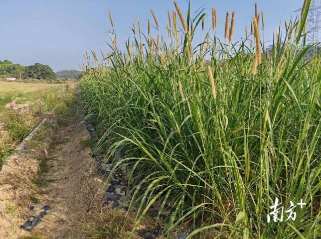 城东街道高美村的觿草种植基地，觿草长势良好，已经进入收割期。郭杨阳 摄