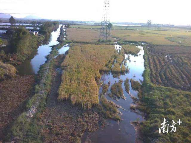 	城东街道上陈村“股票塭”项目所在地块，实施股份制改革前，该地块缺乏农田水利基础设施，耕种难度大。受访者供图