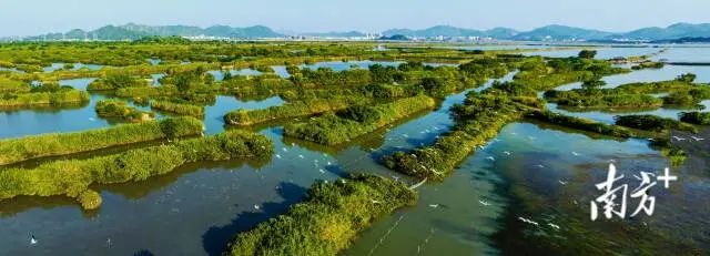 海丰县大湖湿地已成为候鸟栖息的“天堂”。受访者供图 图片