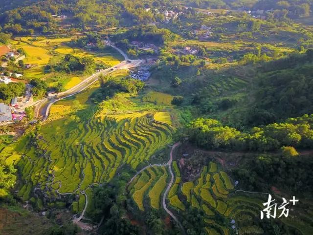 陆河县洋岭梯田风景如画。 图片
