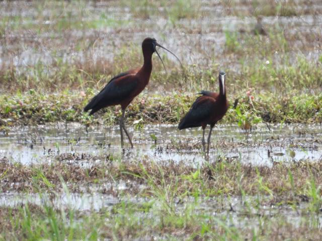 国家一级保护野生动物——彩鹮。&nbsp;南方拍客 曾向武 供图