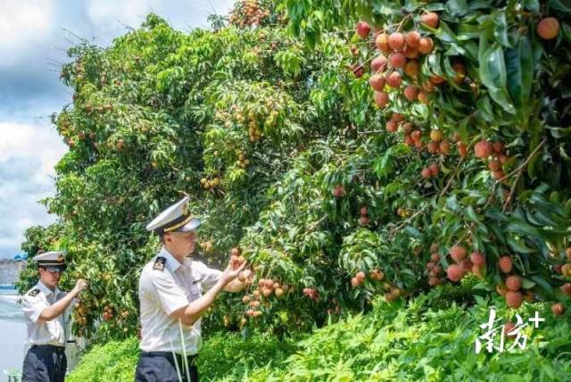 海关关员查看荔枝生长情况。袁国宏摄。