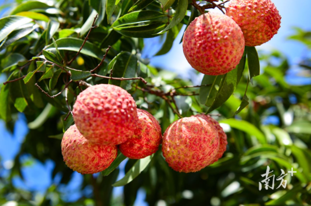 迟美人荔枝。&nbsp;