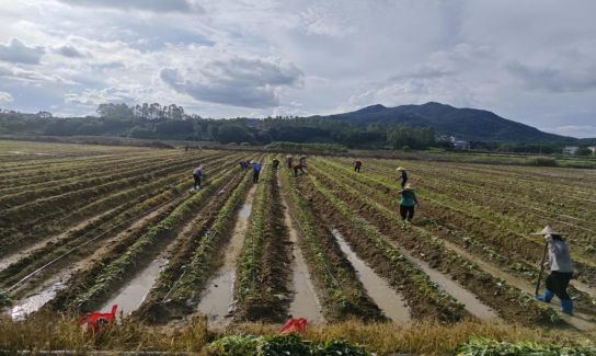 黄塘村甘薯脱毒种苗扩繁基地。