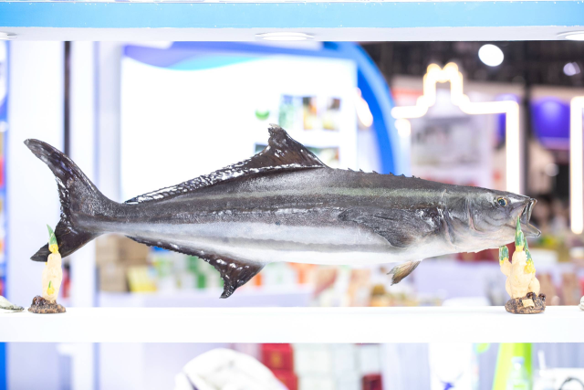 汕尾海鲡鱼标本。